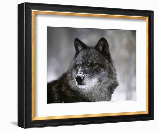 Watchful 1-Art Wolfe-Framed Photographic Print