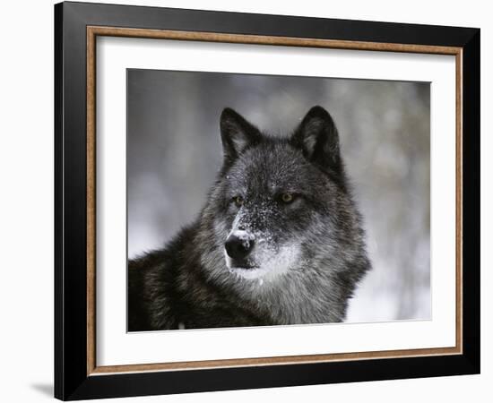 Watchful 1-Art Wolfe-Framed Photographic Print