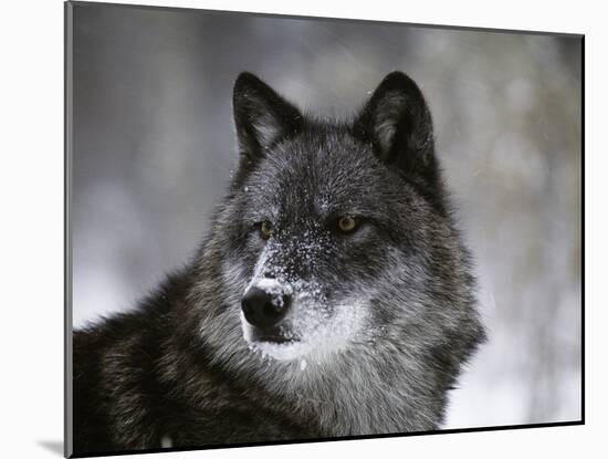 Watchful 1-Art Wolfe-Mounted Photographic Print