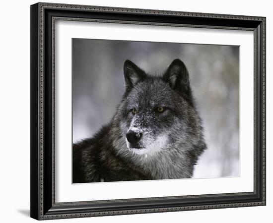 Watchful 1-Art Wolfe-Framed Photographic Print