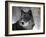 Watchful 1-Art Wolfe-Framed Photographic Print