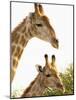 Watchful Giraffes at Namutoni Resort, Namibia-Joe Restuccia III-Mounted Photographic Print