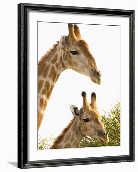 Watchful Giraffes at Namutoni Resort, Namibia-Joe Restuccia III-Framed Photographic Print