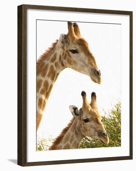 Watchful Giraffes at Namutoni Resort, Namibia-Joe Restuccia III-Framed Photographic Print