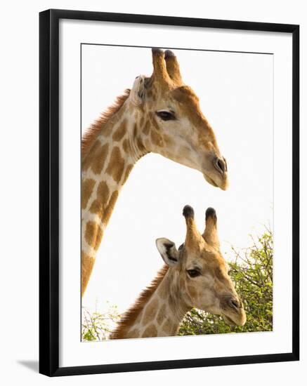 Watchful Giraffes at Namutoni Resort, Namibia-Joe Restuccia III-Framed Photographic Print