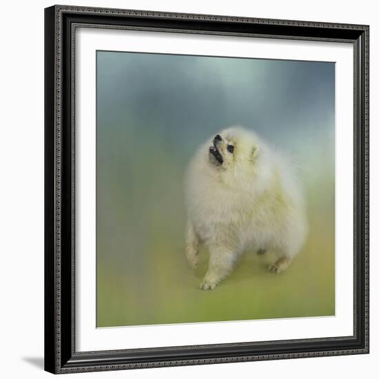 Watching for Rain Drops Pomeranian-Jai Johnson-Framed Giclee Print