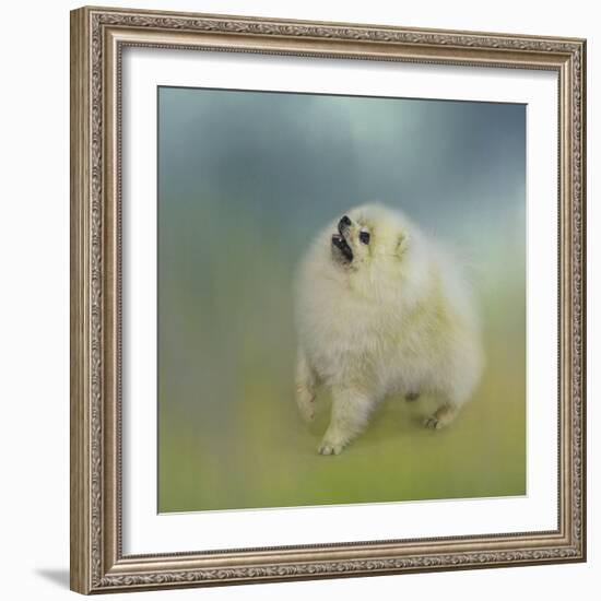 Watching for Rain Drops Pomeranian-Jai Johnson-Framed Giclee Print