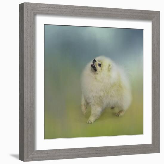 Watching for Rain Drops Pomeranian-Jai Johnson-Framed Giclee Print