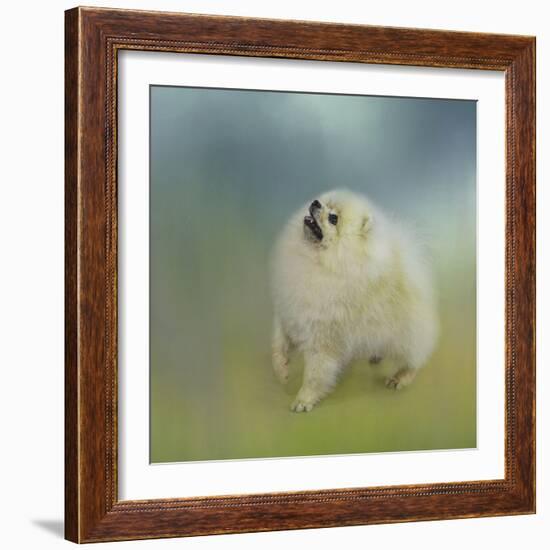 Watching for Rain Drops Pomeranian-Jai Johnson-Framed Giclee Print