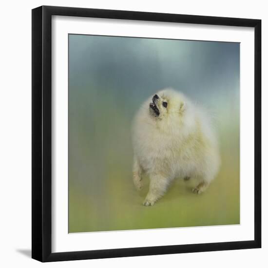 Watching for Rain Drops Pomeranian-Jai Johnson-Framed Giclee Print