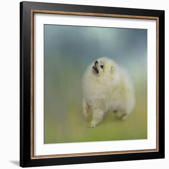 Watching for Rain Drops Pomeranian-Jai Johnson-Framed Giclee Print