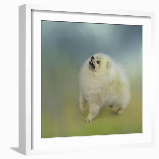 Watching for Rain Drops Pomeranian-Jai Johnson-Framed Giclee Print