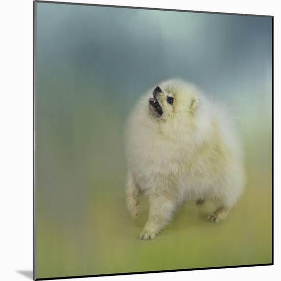 Watching for Rain Drops Pomeranian-Jai Johnson-Mounted Giclee Print