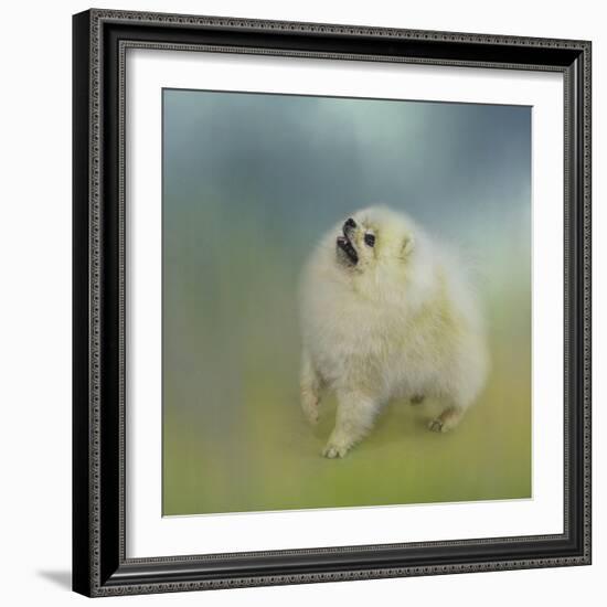 Watching for Rain Drops Pomeranian-Jai Johnson-Framed Giclee Print