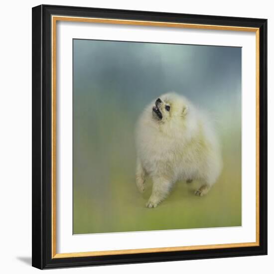 Watching for Rain Drops Pomeranian-Jai Johnson-Framed Giclee Print