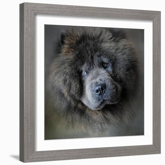 Watching Master Blue Chow Chow-Jai Johnson-Framed Giclee Print