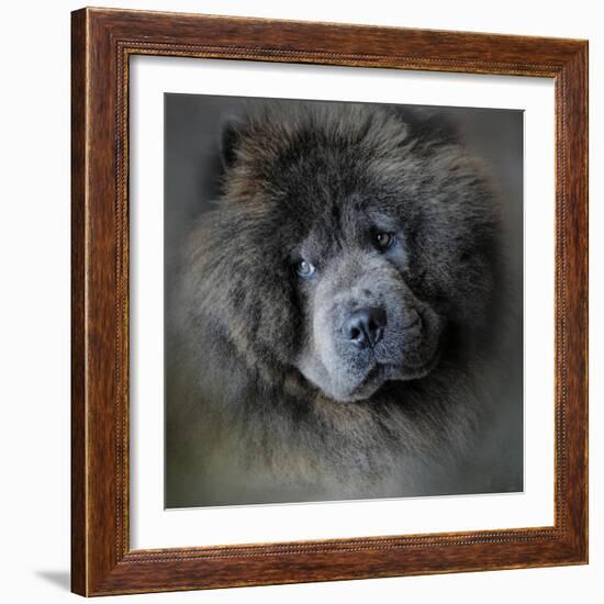 Watching Master Blue Chow Chow-Jai Johnson-Framed Giclee Print