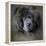 Watching Master Blue Chow Chow-Jai Johnson-Framed Premier Image Canvas