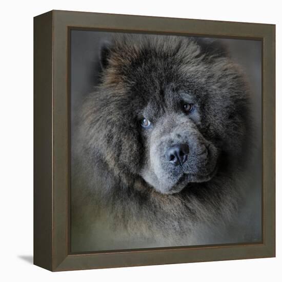 Watching Master Blue Chow Chow-Jai Johnson-Framed Premier Image Canvas