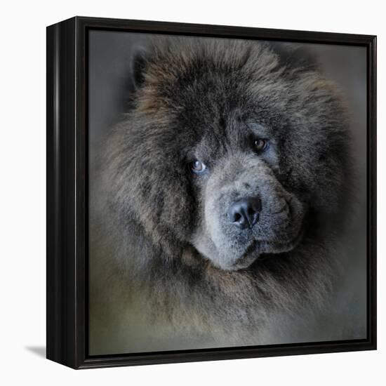 Watching Master Blue Chow Chow-Jai Johnson-Framed Premier Image Canvas