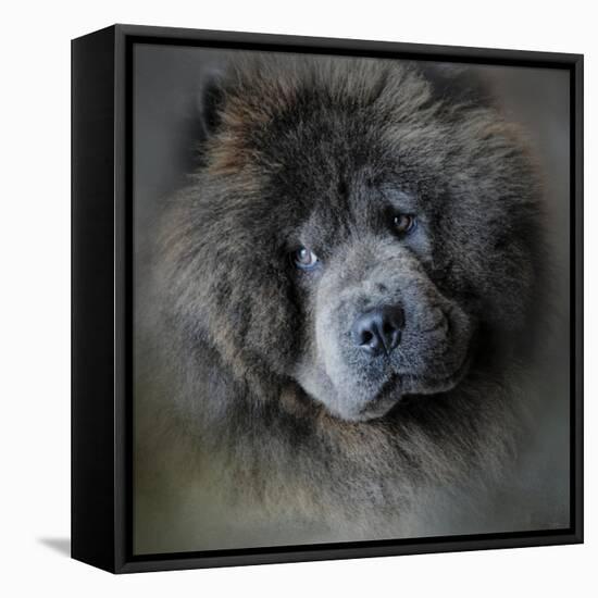 Watching Master Blue Chow Chow-Jai Johnson-Framed Premier Image Canvas