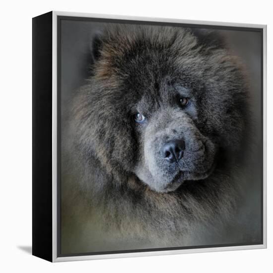 Watching Master Blue Chow Chow-Jai Johnson-Framed Premier Image Canvas