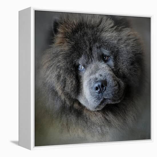 Watching Master Blue Chow Chow-Jai Johnson-Framed Premier Image Canvas