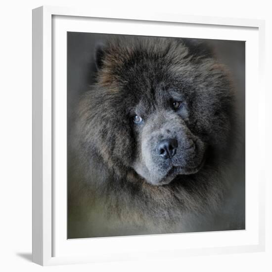 Watching Master Blue Chow Chow-Jai Johnson-Framed Giclee Print