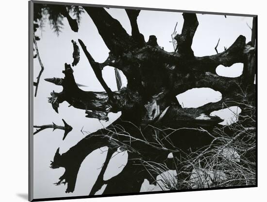 Water and Tree Reflection, 1968-Brett Weston-Mounted Photographic Print