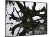 Water and Tree Reflection, 1968-Brett Weston-Mounted Photographic Print