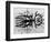 Water and Tree, Reflection, 1977-Brett Weston-Framed Photographic Print