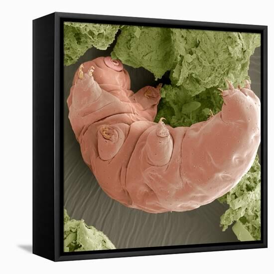 Water Bear, SEM-Steve Gschmeissner-Framed Premier Image Canvas