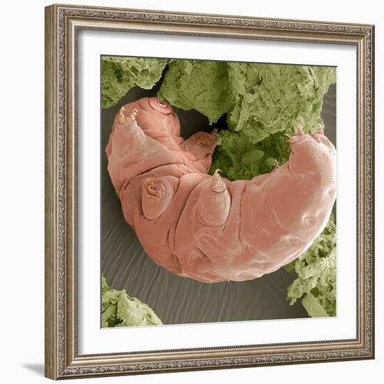 Water Bear, SEM-Steve Gschmeissner-Framed Premium Photographic Print