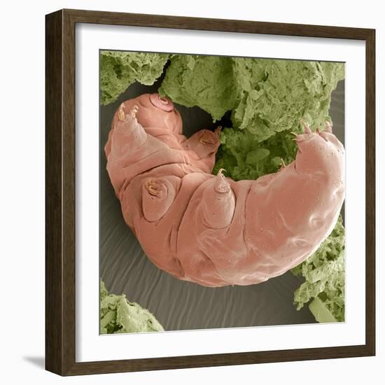 Water Bear, SEM-Steve Gschmeissner-Framed Premium Photographic Print