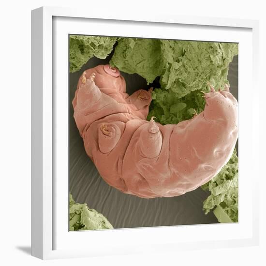 Water Bear, SEM-Steve Gschmeissner-Framed Premium Photographic Print