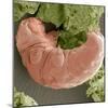 Water Bear, SEM-Steve Gschmeissner-Mounted Premium Photographic Print