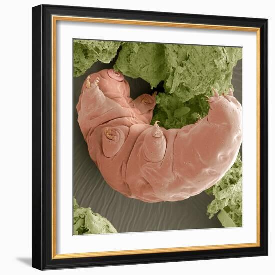 Water Bear, SEM-Steve Gschmeissner-Framed Premium Photographic Print