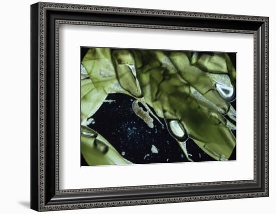 Water Bear - Tardigrade (Tardigrada Macrobiotus) On Moss, UK-Kim Taylor-Framed Photographic Print