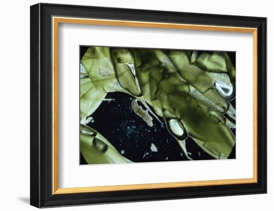 Water Bear - Tardigrade (Tardigrada Macrobiotus) On Moss, UK-Kim Taylor-Framed Photographic Print