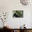 Water Bear - Tardigrade (Tardigrada Macrobiotus) On Moss, UK-Kim Taylor-Photographic Print displayed on a wall