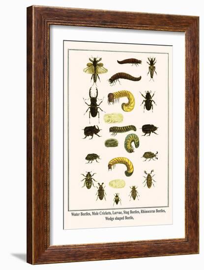 Water Beetles, Mole Crickets, Larvae, Stag Beetles, Rhinoceras Beetles, Wedge Shaped Beetle,-Albertus Seba-Framed Art Print