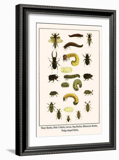 Water Beetles, Mole Crickets, Larvae, Stag Beetles, Rhinoceras Beetles, Wedge Shaped Beetle,-Albertus Seba-Framed Art Print