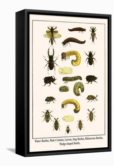 Water Beetles, Mole Crickets, Larvae, Stag Beetles, Rhinoceras Beetles, Wedge Shaped Beetle,-Albertus Seba-Framed Stretched Canvas