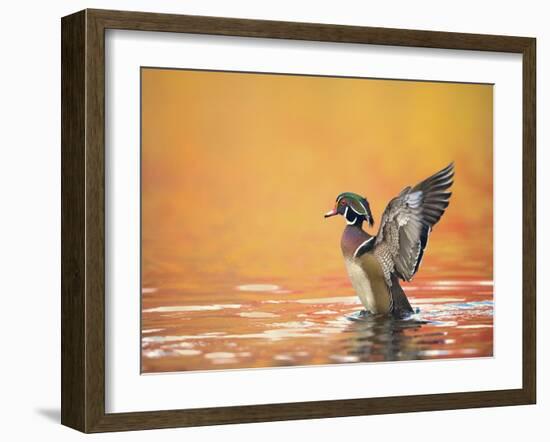 Water Bird Glimpse III-PHBurchett-Framed Art Print