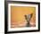 Water Bird Glimpse III-PHBurchett-Framed Art Print