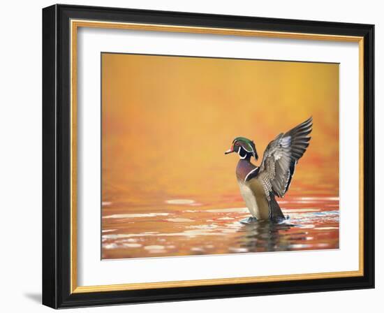 Water Bird Glimpse III-PHBurchett-Framed Art Print