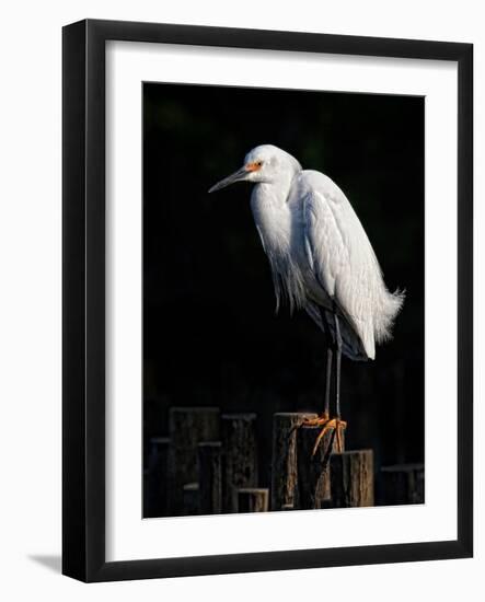 Water Bird Glimpse IV-PHBurchett-Framed Art Print