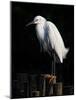 Water Bird Glimpse IV-PHBurchett-Mounted Art Print