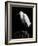 Water Bird Glimpse IV-PHBurchett-Framed Art Print