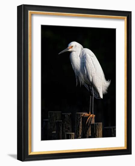 Water Bird Glimpse IV-PHBurchett-Framed Art Print